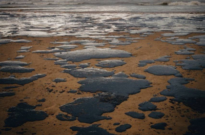 На побережье Анапы обнаружили более 200 мертвых птиц, измазанных в нефти