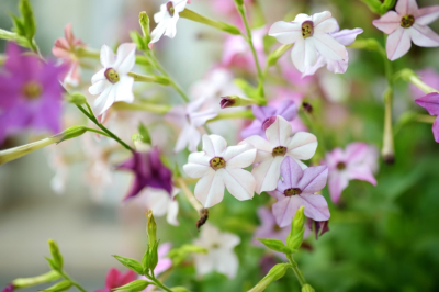 Цветок с &laquo;опасным&raquo; названием: можно ли выращивать табак в своем саду