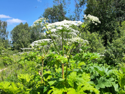 В Карелии утвердят список опасных сорняков: за борщевик и золотарник можно лишиться земли