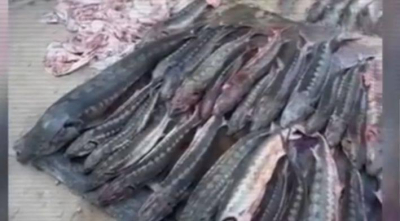 Более полутонны осетровой рыбы изъяли у жителя Жанаозена   