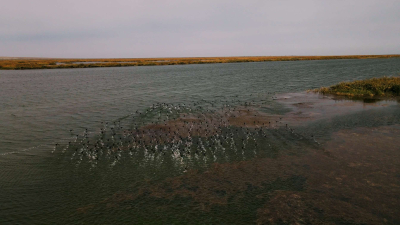 Возрождение Аральского моря: исторический рекорд подачи воды и перспективы для региона