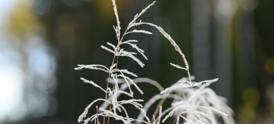 О заморозках на поверхности почвы предупредили жителей ряда регионов Казахстана