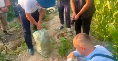 Житель Алматинской области выращивал коноплю среди кукурузы